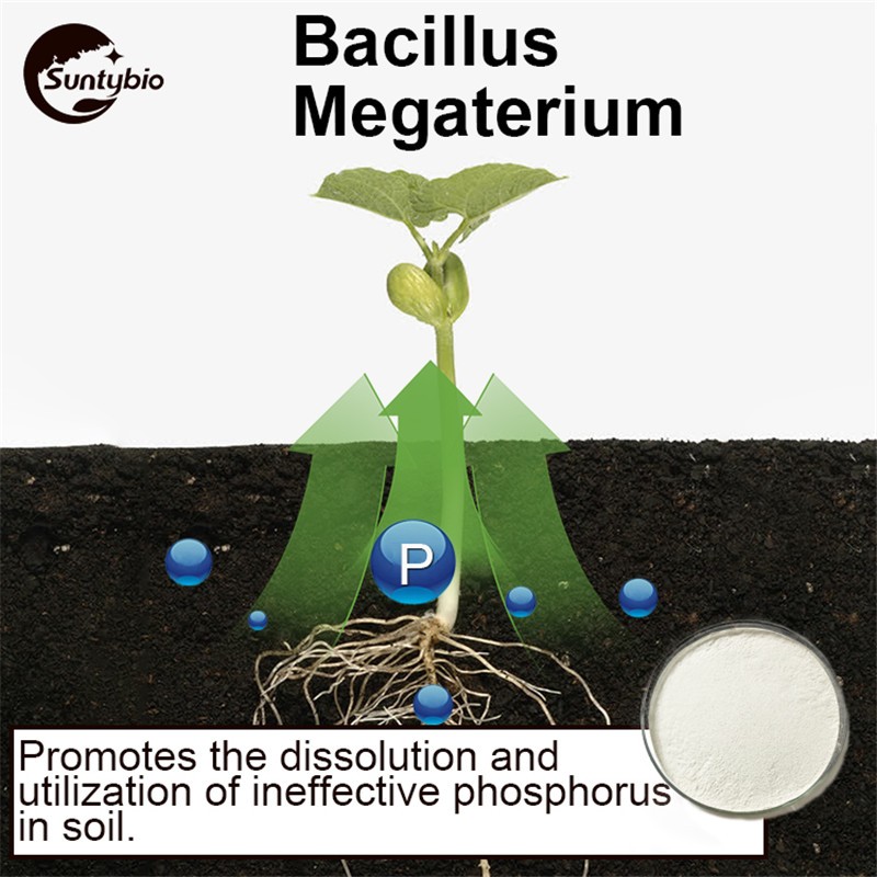 Microorganism Fertilizer Probiotics Bacillus Megaterium