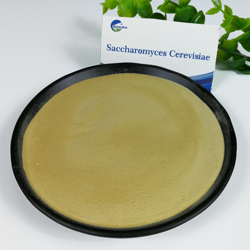 2024 Hot Sales Feed Grade Molasses Yeast for Animal