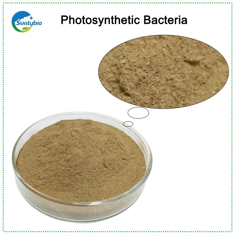 2024 High Quality Low Price Probiotics Photosynthetic Bacteria for Aquaculture Animals