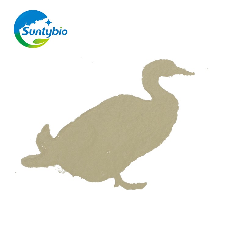 Natural Feed Additive Fish Growth Booster Bacillus Subtilis for Agriculture