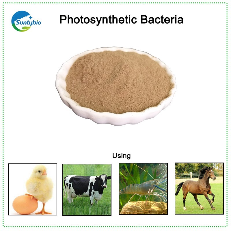2024 High Quality Low Price Probiotics Photosynthetic Bacteria for Aquaculture Animals