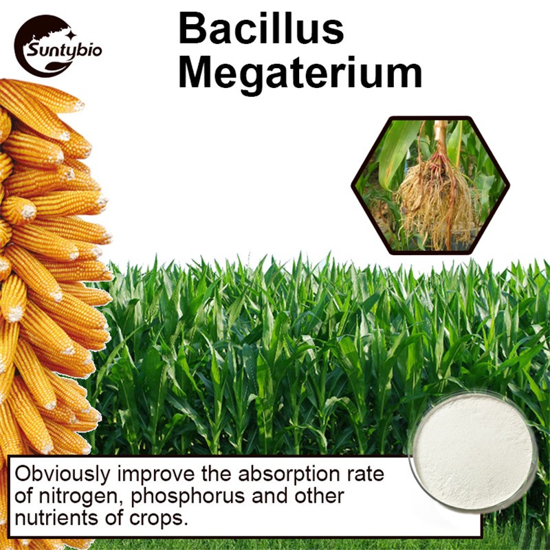 High Quality Agriculture Probiotics Bacillus Megaterium for Soil Improvement