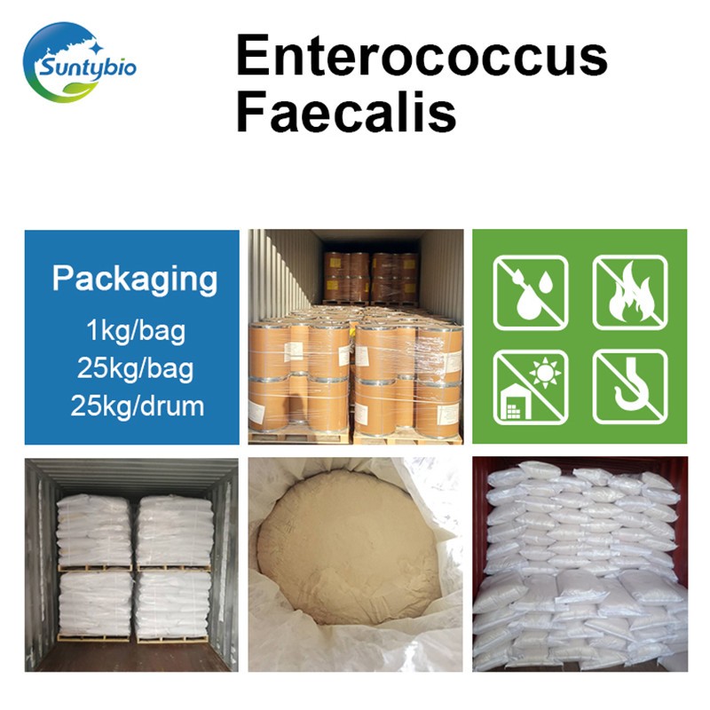 Enterococcus Faecalis Probiotic for Biofloc Fish Farming