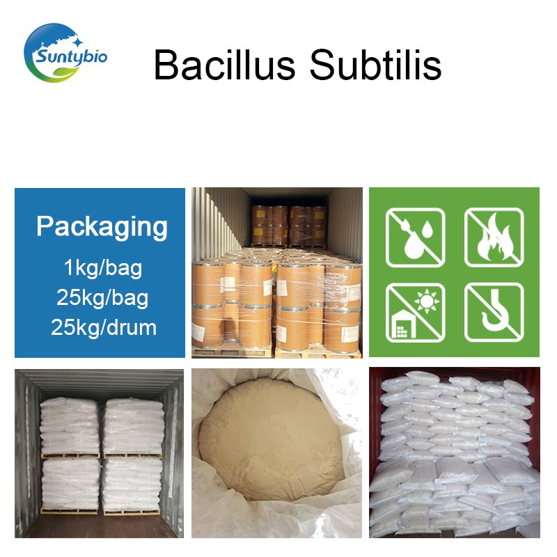 Probiotic Bacillus Subtilis for Animal Health Agriculture and Water Treatment