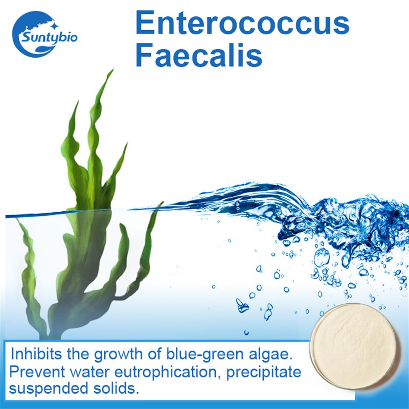 Enterococcus Faecalis Probiotic for Biofloc Fish Farming
