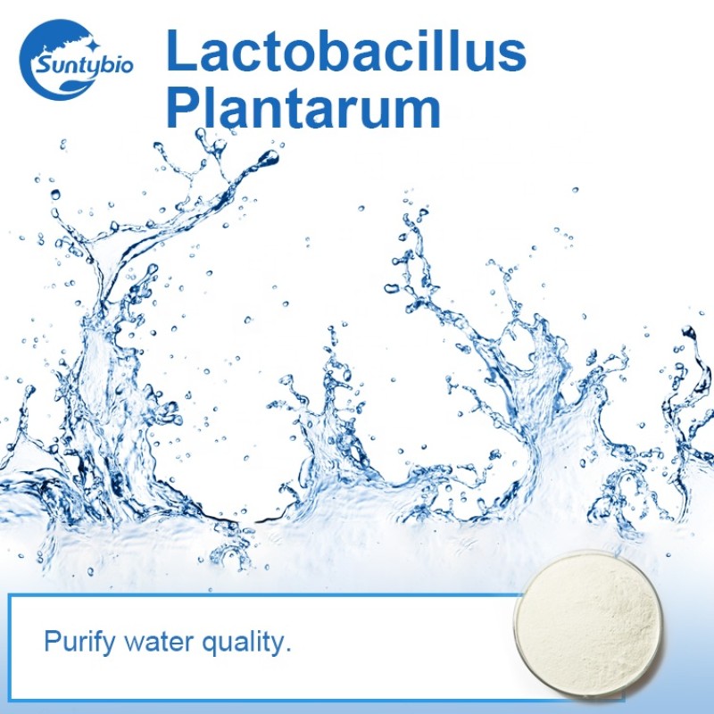 Feed Grade Lactobacillus Plantarum  for Animal Health