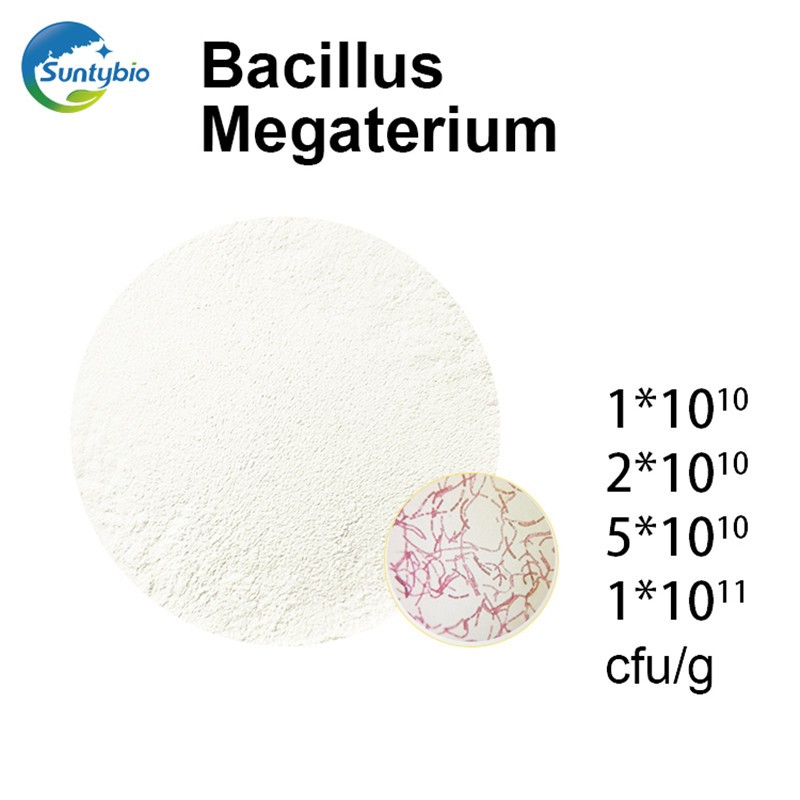 Microorganism Fertilizer Probiotics Bacillus Megaterium