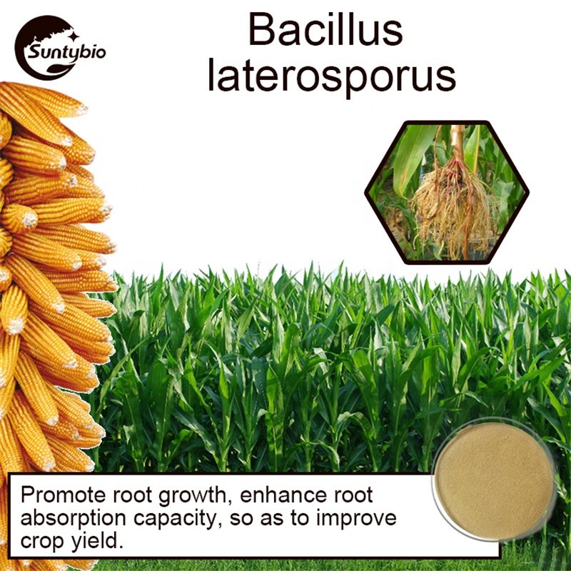 Probiotic Bio Fertilizer Bacillus Laterosporus for Agriculture