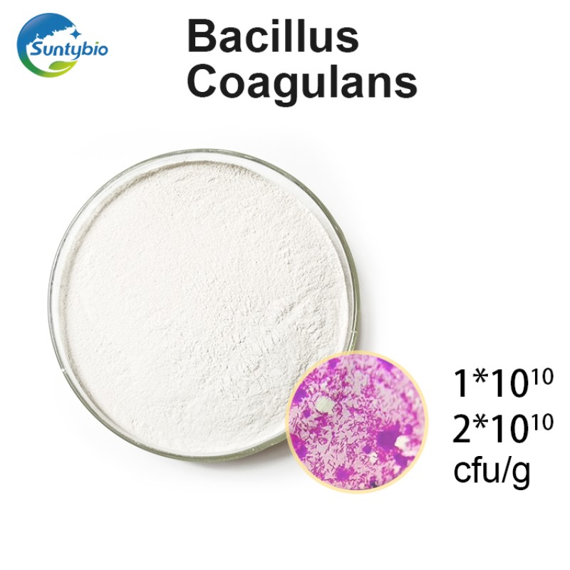 China Factory Bacillus Coagulans Feed with Probiotics