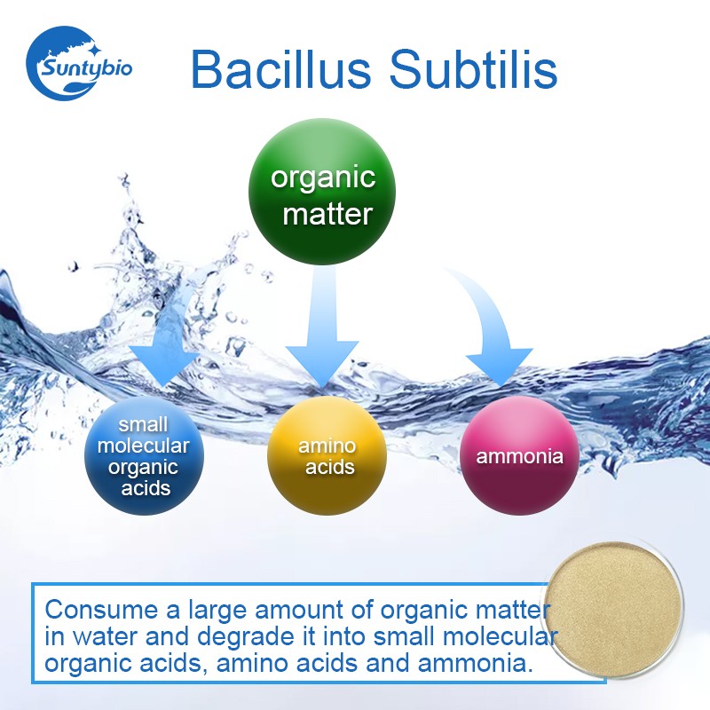 Probiotic Bacillus Subtilis for Animal Health Agriculture and Water Treatment