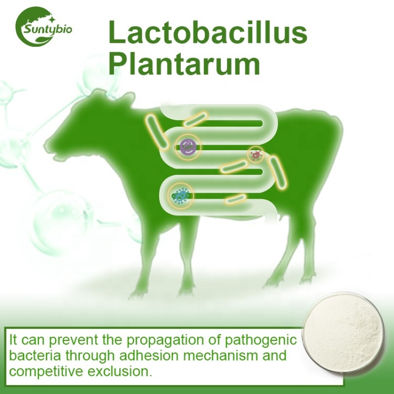 Feed Grade Lactobacillus Plantarum  for Animal Health