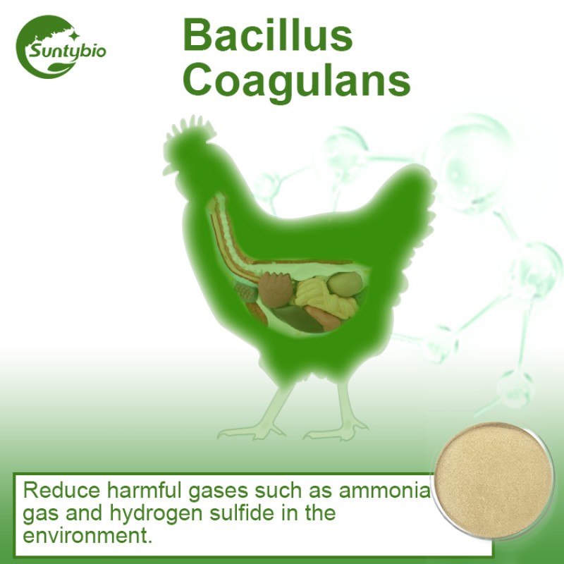 China Factory Bacillus Coagulans Feed with Probiotics