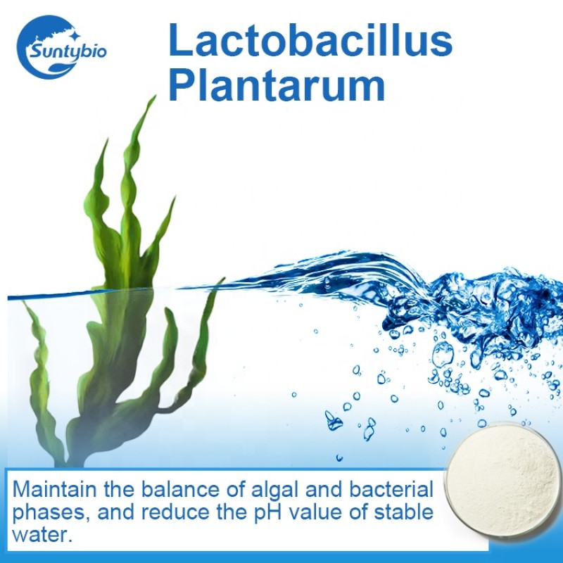 Feed Grade Lactobacillus Plantarum  for Animal Health