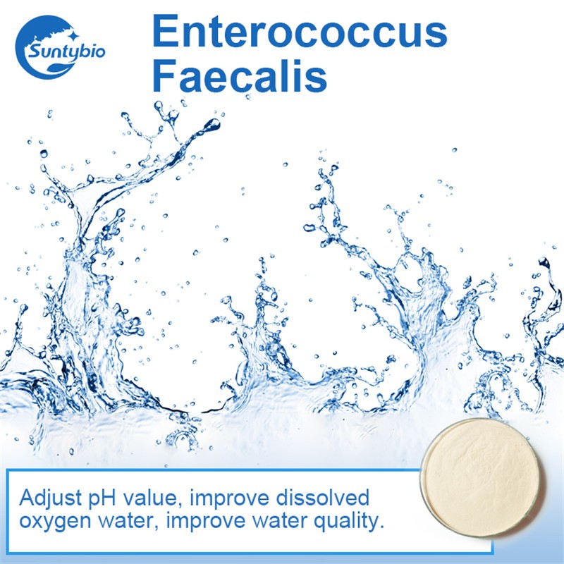 Enterococcus Faecalis Probiotic for Biofloc Fish Farming