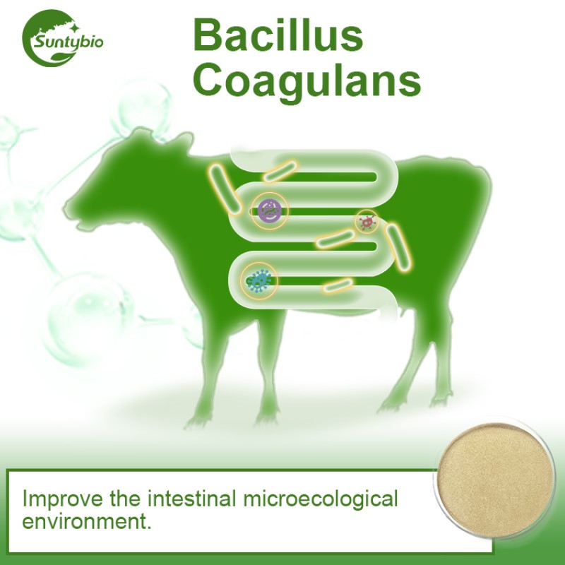 China Factory Bacillus Coagulans Feed with Probiotics
