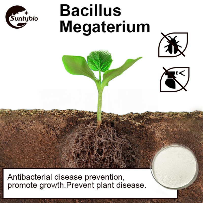 Microorganism Fertilizer Probiotics Bacillus Megaterium