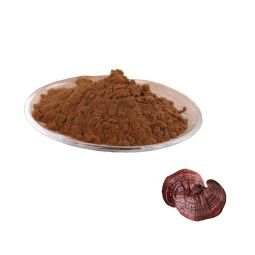 Ganoderma Powder Supplier - Reishi Mushroom Health Supplement