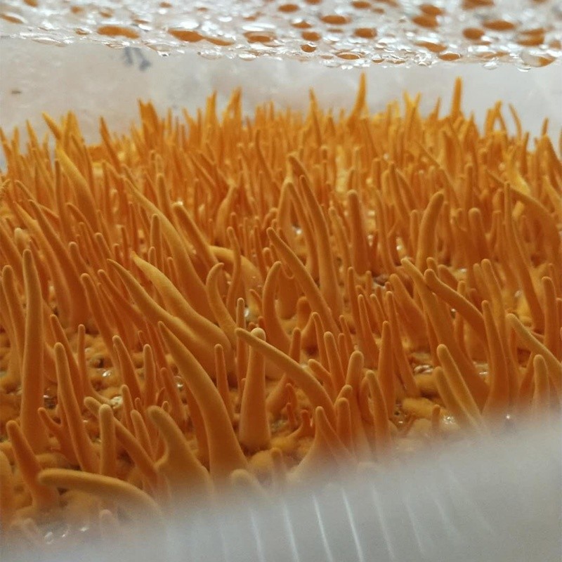 Cordyceps Powder Manufacturer - Militaris Mushroom Health Food