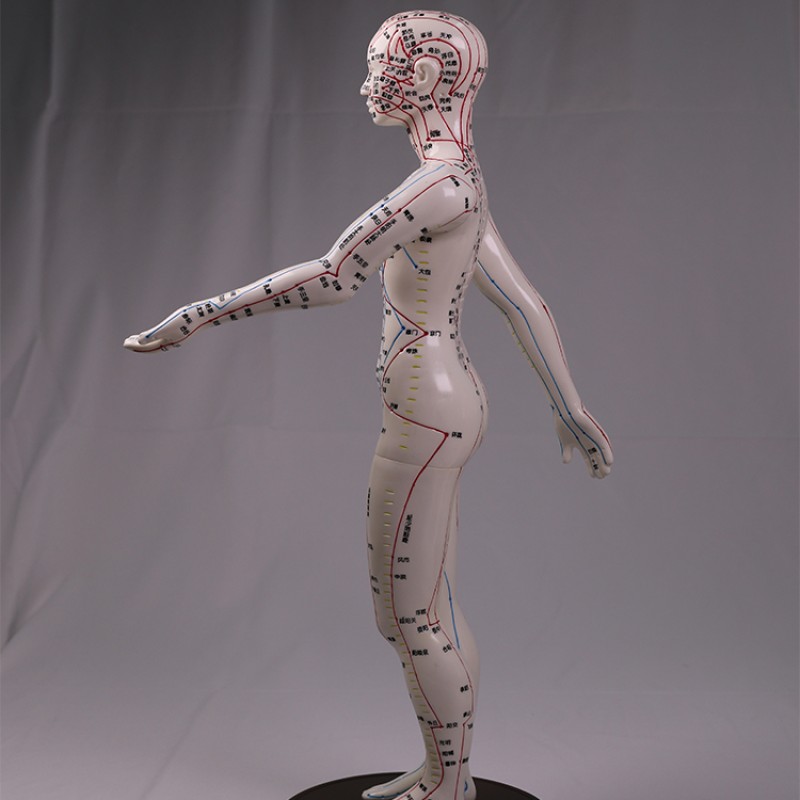 Acupuncture Model Supplier - Pressure Point Meridians Manikin