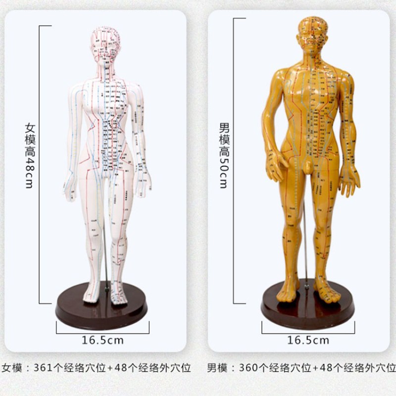 Acupuncture Model Supplier - Pressure Point Meridians Manikin