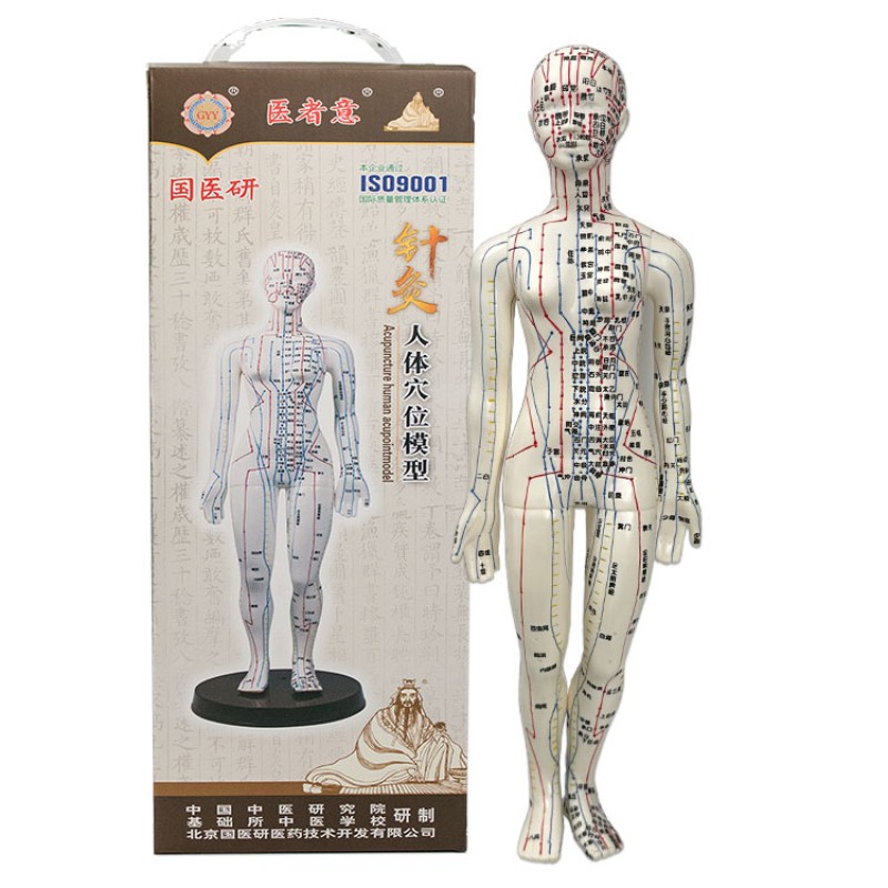 Acupuncture Model Supplier - Pressure Point Meridians Manikin