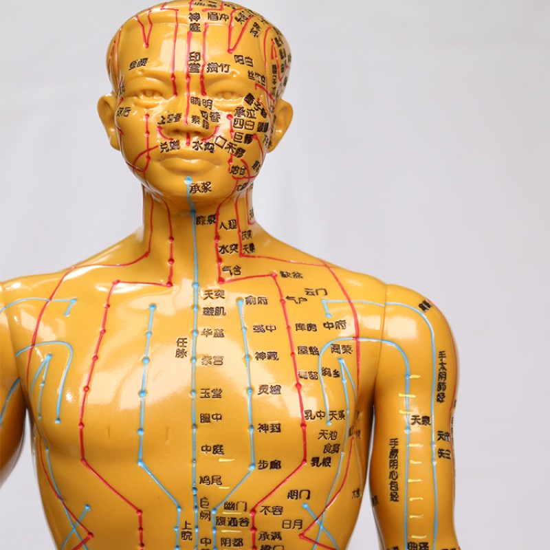 Acupuncture Model Supplier - Pressure Point Meridians Manikin