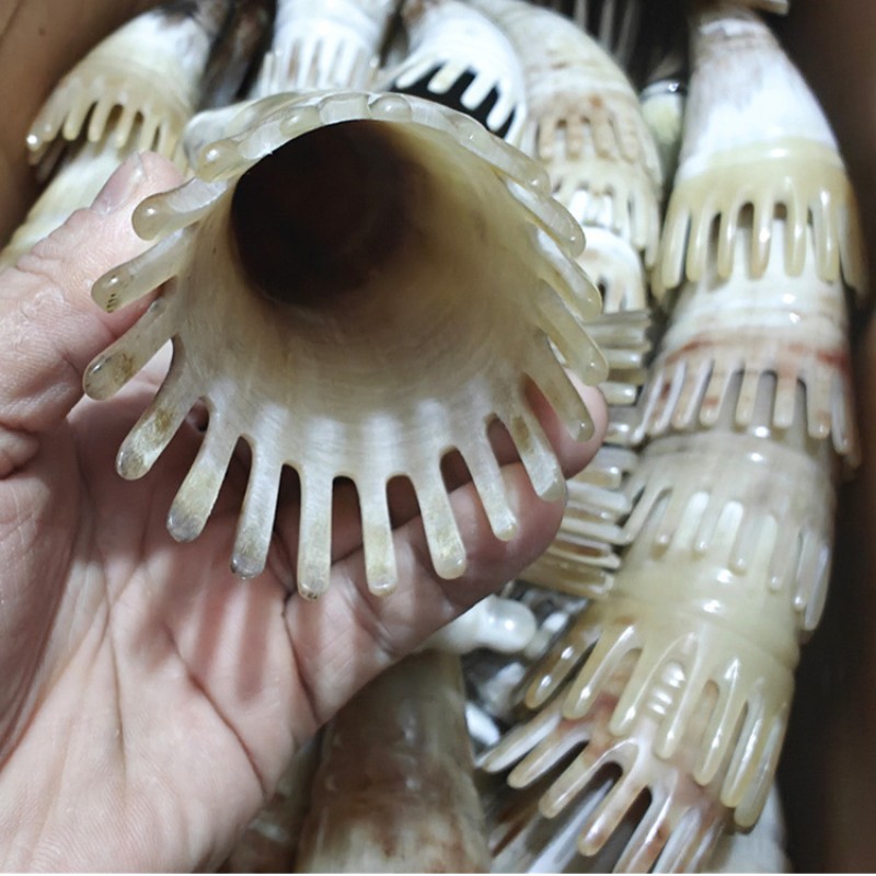 Horn Comb Manufacturer - Beauty Salon Meridian Shampoo