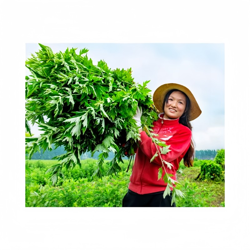 Moxa Sticks Supplier - Pure Natural Quick Penetrate Meridians Body Surface