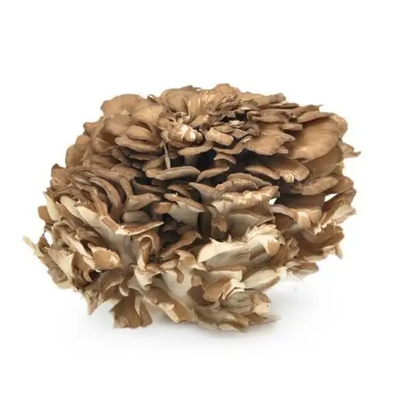 Function Food Ingredient Organic Maitake Extract Powder Polysaccharides 10%~50%