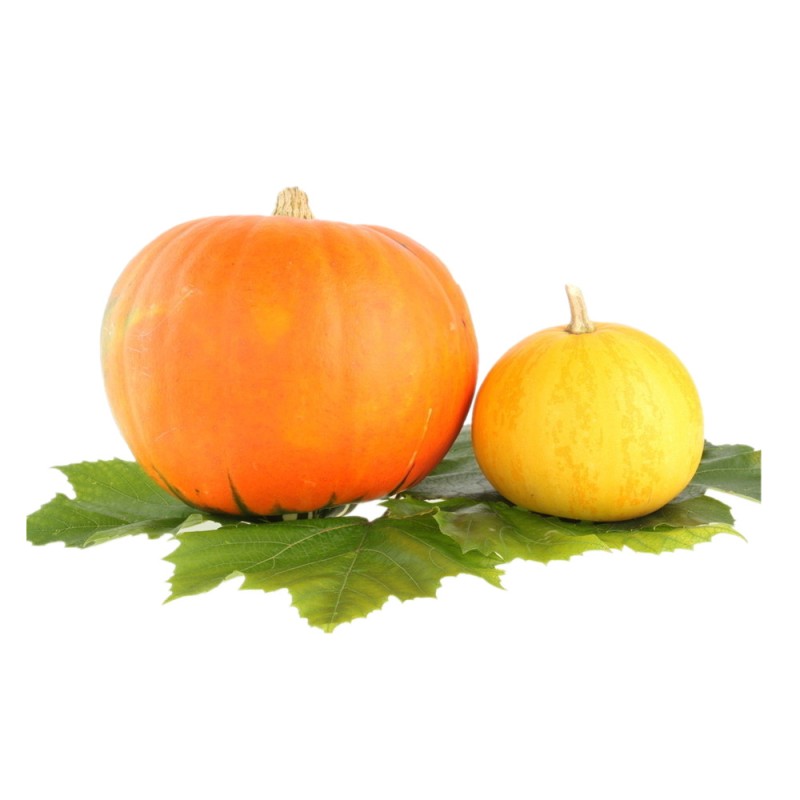 Factory Supply Wholesale Pumpkin Powder