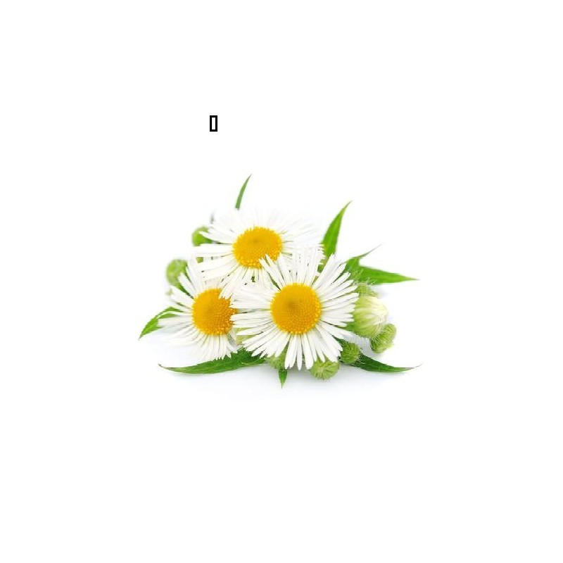 Chamomile Powder Extract Food Supplement Chamomile Extract Raw Material 10:1