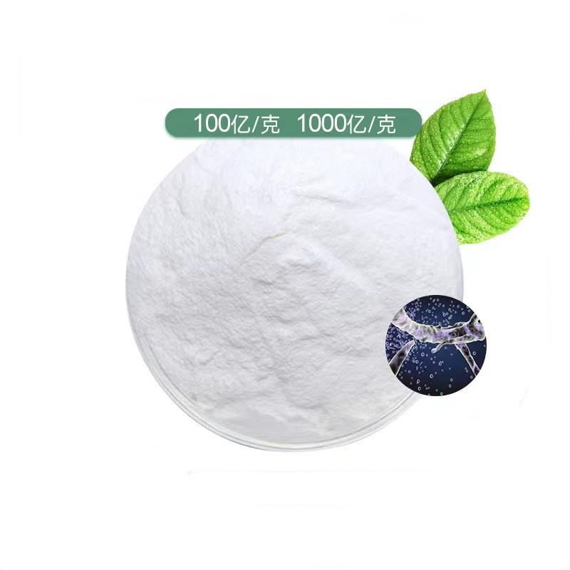 Best Reputation Probiotics Lactobacillus Rhamnosus Powder Lactobacillus Rhamnosus Powder