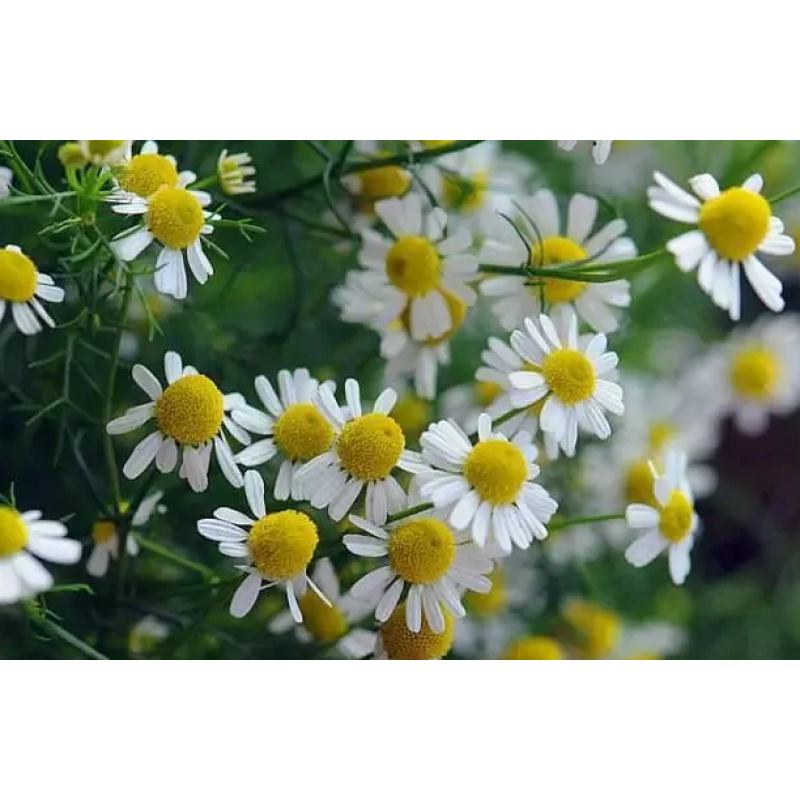 Chamomile Powder Extract Food Supplement Chamomile Extract Raw Material 10:1