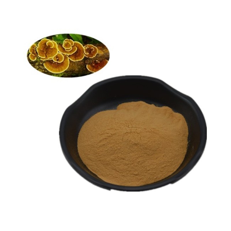 Turkey Tail Mushroom Powder Bulk Price Yunzhi Coriolus Versicolor NOP EU Organic Trametes Versicolor Powder