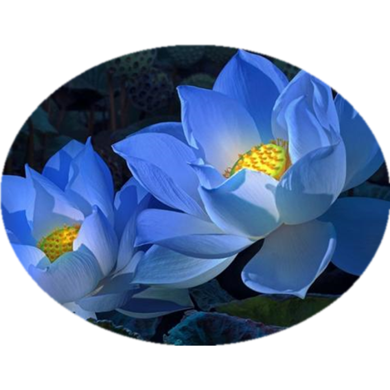Blue Lotus Extract Supplement Blue Lotus Flower Extract Powder 10:1