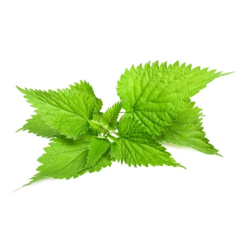 Factory Supply Good Quality Bulk Nettle Extract Powder Silicone