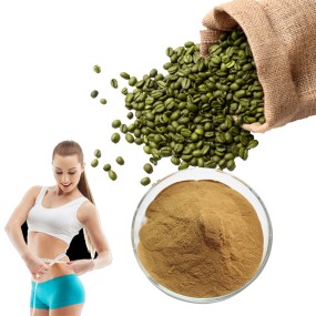 Wholesale Price Green Coffee Bean Extract 50% Chlorogenic Acid Powder