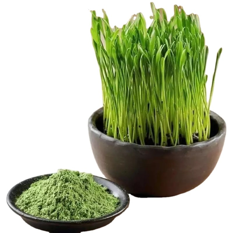 Oem Private Label Barley Grass Juice Powder,Manufacturers Bulk Organic 100% Pure Barley Grass Powder