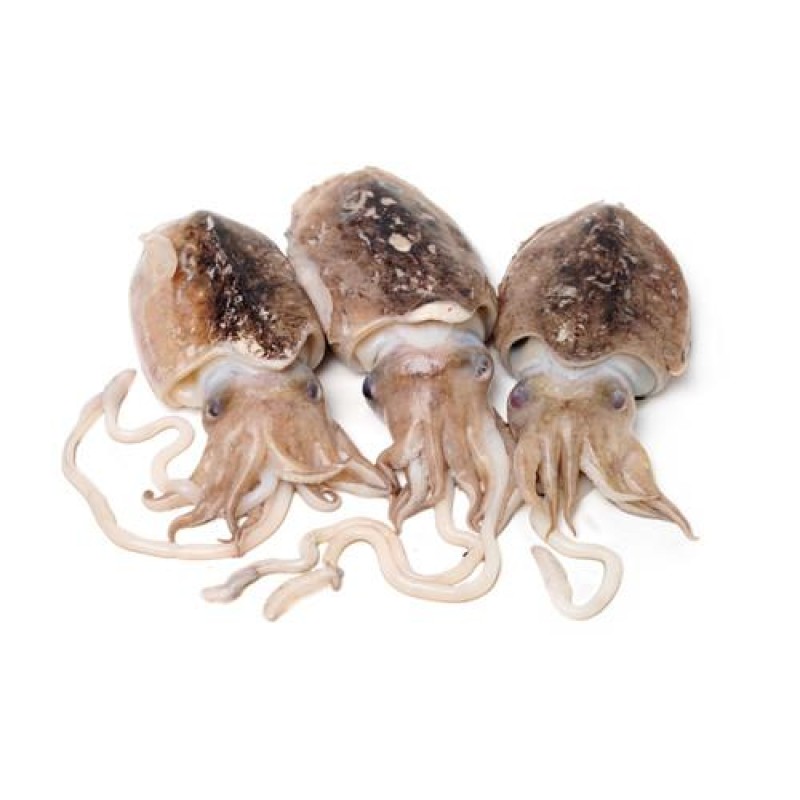 Cuttle Juice Powder Natural Food Color Squid Cuttlefish Ink Powder Cuttlefish Powder