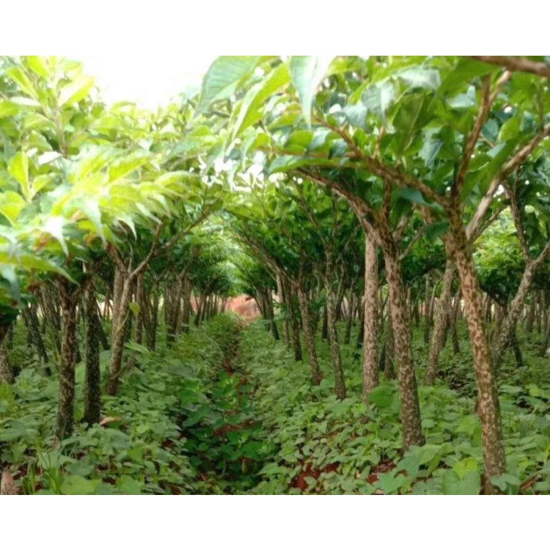 Factory Supply Good Quality Bulk Glucomannan Powder Konjac Root Powder for Weight Loss