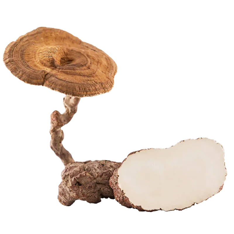 Tiger Milk Mushroom Extract Hot Sales Lignosus Rhinocerus Extract Powder 30% Polysaccharides Tiger Milk Mushroom Powder