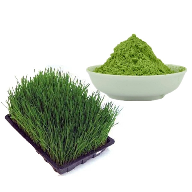 Organic ISO Halal Kosher BRC Certificated Hot Selling Barley Powder Grass Barley Grass Juice Extract Powder