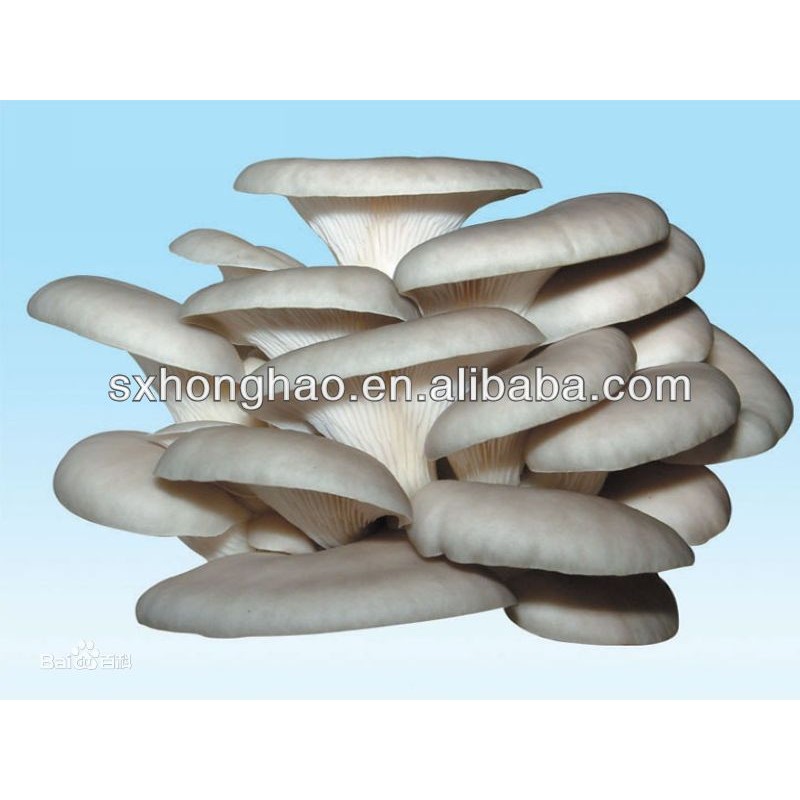 Oyster Mushroom Extract Powder Polysaccharides Pleurotus Ostreatus 30% Oyster Mushroom Powder Food Grade Oyster Mushroom Extract