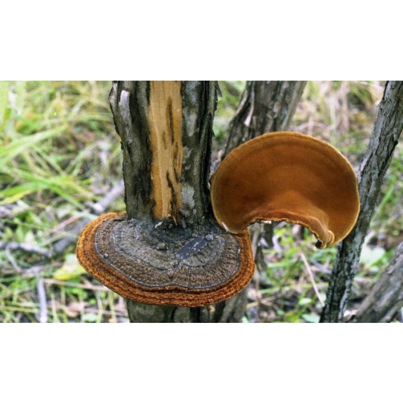 Water Soluble Beta Glucan 30% Phellinus Linteus Extract Wholesale Phellinus Igniarius Mushroom Extract