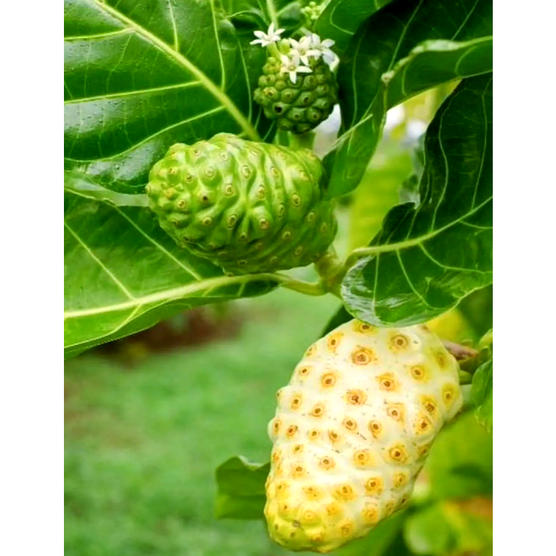 Noni Extract Powder Wholesale Natural Noni Fruit Powder Noni Powder Food Grade