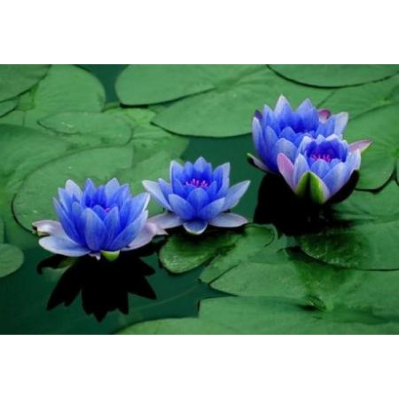 Blue Lotus Extract Supplement Blue Lotus Flower Extract Powder 10:1
