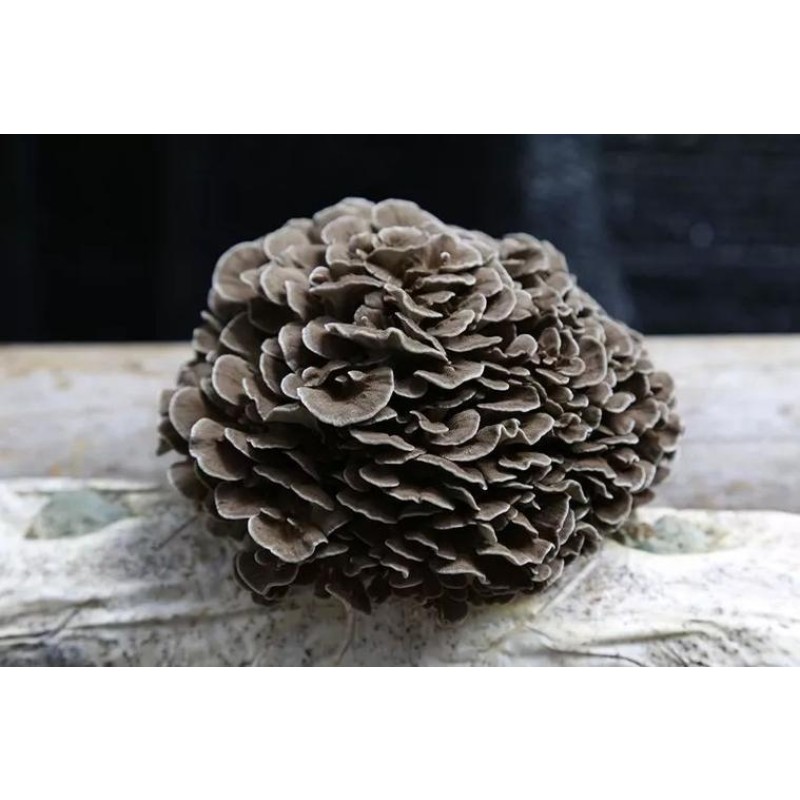 Maitake Mushroom Powder Fruiting Body Pure Natural Organic Maitake Powder
