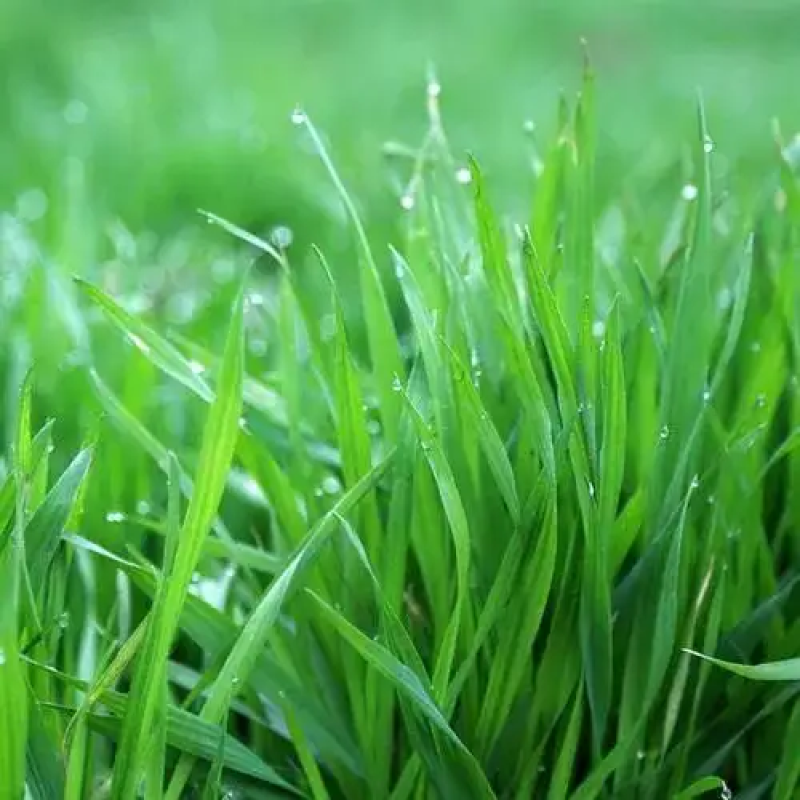 Factory Supply Wheat Grass Extract High Quality Wheat Grass Powder Wheat Grass Juice Powder