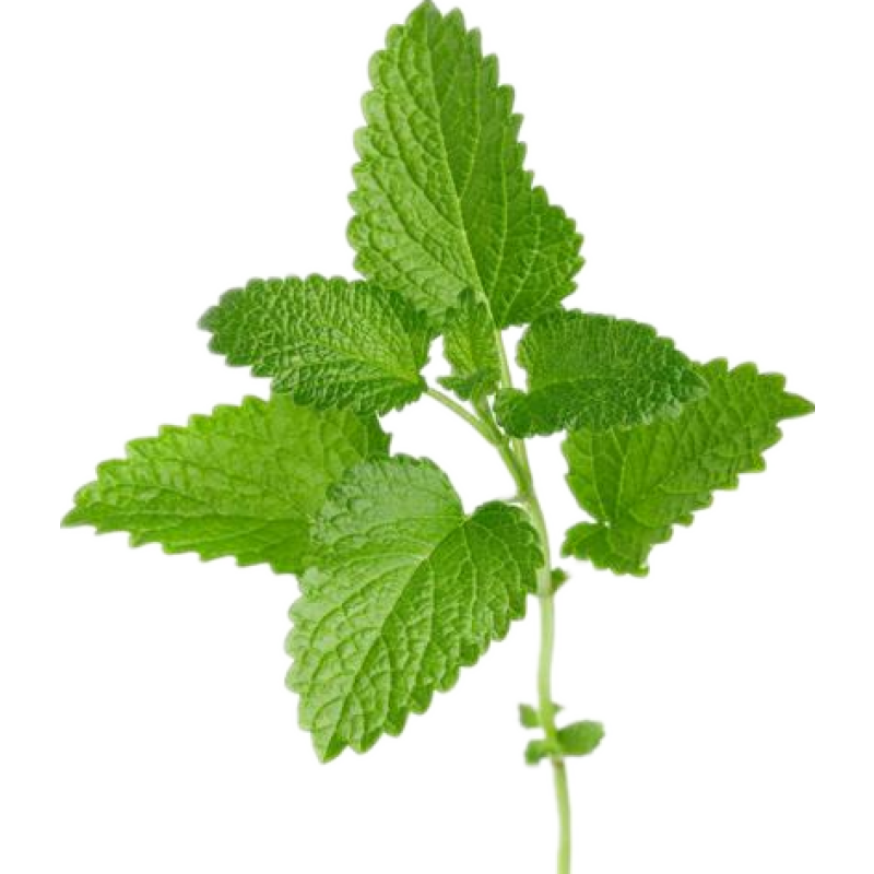 Lemon Balm Extract 5% Rosmarinic Acid Powder Natural Bulk Melissa Extract Powder