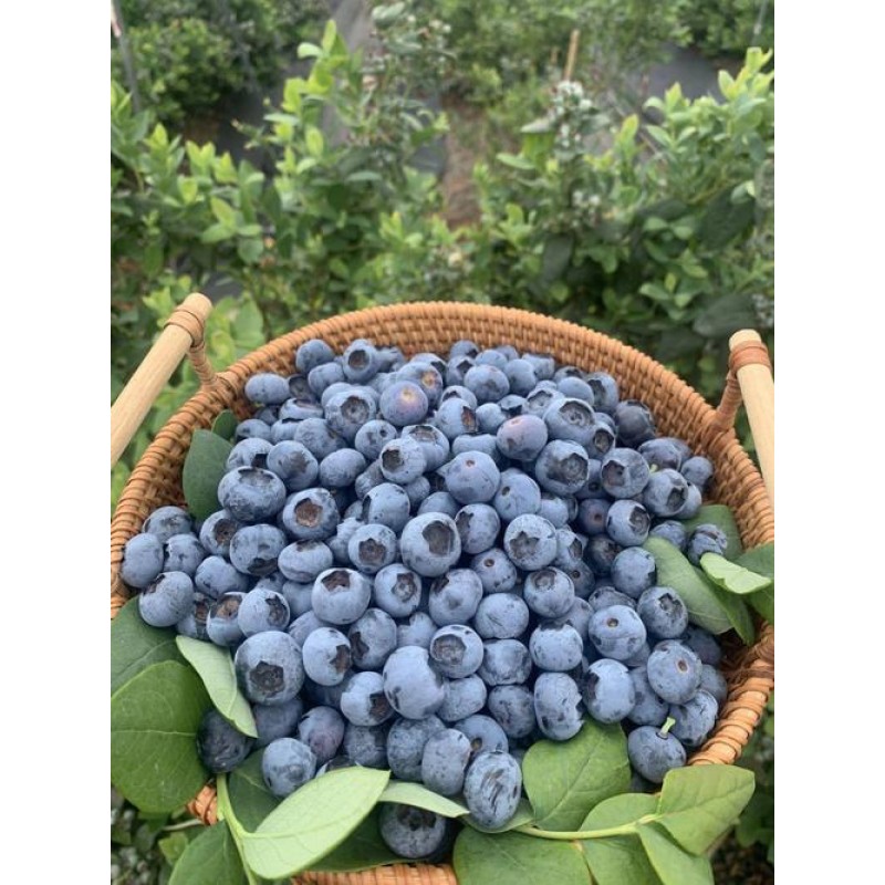 Wild Blueberry Powder Organic Food Grade Organic Blueberry Powder Fruit